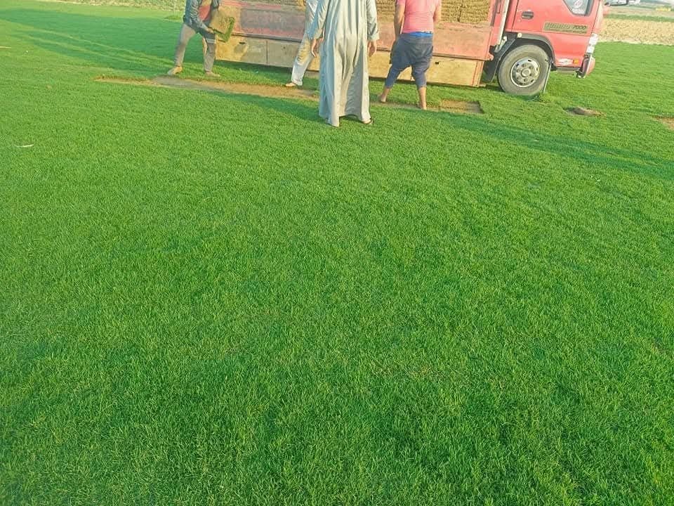 زهور طبيعية ملونة للبيع في الرياض